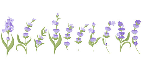 Set of lavender flowers for your design. Vector illustration isolated on white background. Vector illustration