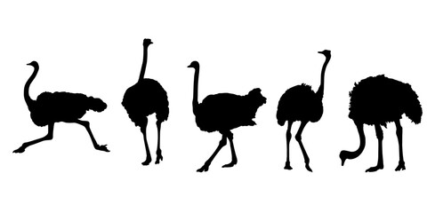 ostrich silhouette illustration vector - obrazy, fototapety, plakaty