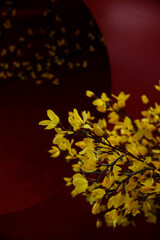 Forsythia intermedia flower branches in the dark red background