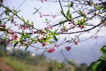 New fresh buds of pastel pink peach flower branches in background of blue spring sky