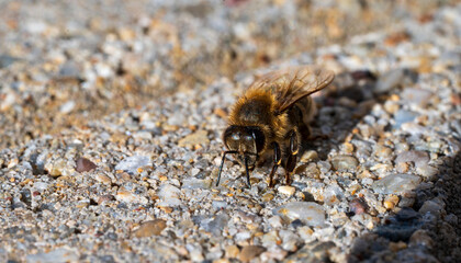Detail of a bee on a concrete floor.