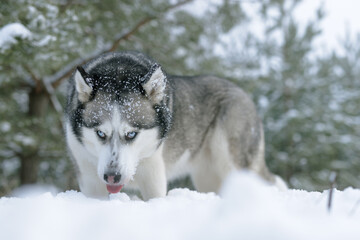 snow dog Husky in the snow on the background of the forest, snowy forest and dog