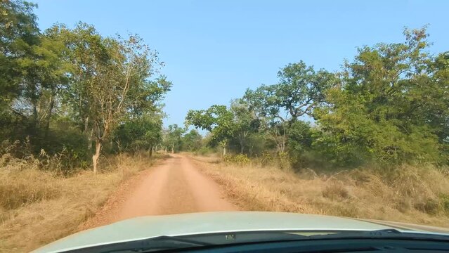 POV of a car driving offroad on a forest path during jungle safari in Kuno National park of Sheopur Madhya Pradesh India