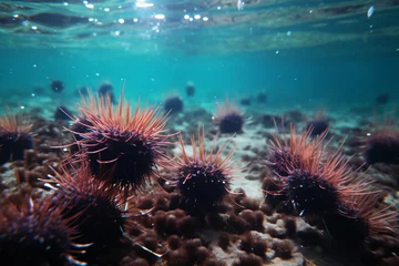 Fototapeten Underwater photography. Sea urchins. Zanzibar Tanza © wendi