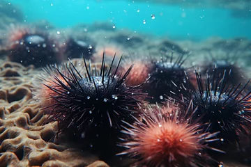 Poster Underwater photography. Sea urchins. Zanzibar Tanza © wendi