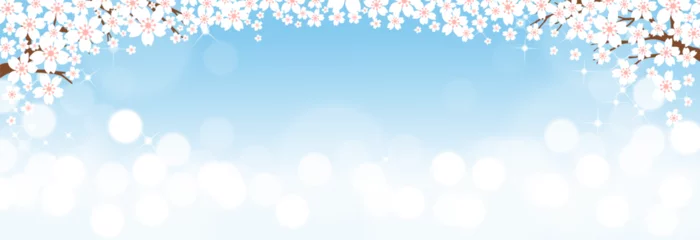  Spring Background,Nature Landscape Cherry flowers blossom frame border with bokeh sunlight reflection from sky blue in morning.Vector Banner banner for Easter,Mothers Day,invitation,greeting card © Anchalee