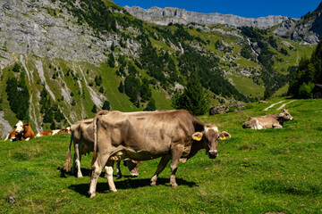 Fototapeta na wymiar Cattle cow grazing on farmland. Grazing Cows in a Meadow with Grass. Cows Herd on a Grass Field. Mature Cow in a Green Field. Cows Grazing in Natural Pasture. Farm animals. Cows and calves grazing.
