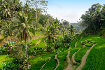Fototapeta na wymiar Rural landscape with green vegetation and rice fields parcels farms surrounded by village houses and tropical plants.