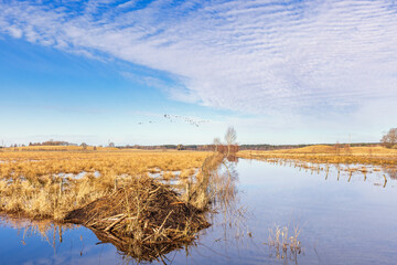 Overflowed water canal in the countryside with a beaver lodge