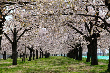 春爛漫の桜並木