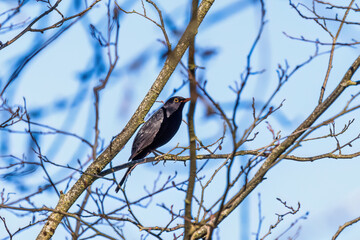 Blackbird on a tree branch at springtime