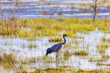 Wetland with a Crane a sunny spring day