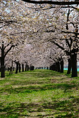 春爛漫の桜並木