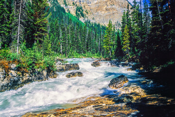 Rapid river in a forest in the Canadian rockies