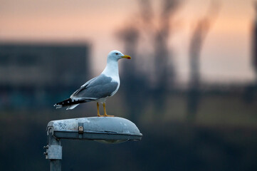 Seagull at sunrise, hanging on a 
Street lighting