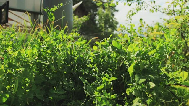 A pea bush grows at the dacha in summer against the backdrop of the sun. Growing pea pods in the garden. Slow motion