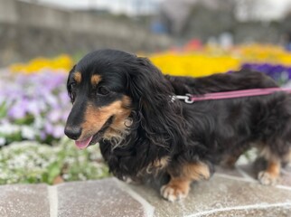 花畑の背景の黒いダックスフンドのポートレート写真