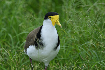 Close-up Australian adult Masked Lapwing -Vanellus miles, novaehollandiae- walking to camera tall thick grass 