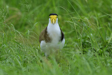  Australian adult Masked Lapwing -Vanellus miles, novaehollandiae- walking to camera tall thick grass looking for food  