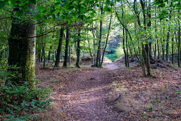 Chemin dans une forêt de feuillus