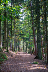 Fototapeta premium Chemin en forêt