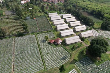 agricultural land with mulch on the slopes of Mount Tangkuban Perahu in West Java. agriculture in the tropics. green house.