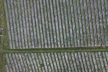 agricultural land with mulch on the slopes of Mount Tangkuban Perahu in West Java. agriculture in the tropics. green house.