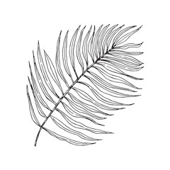 Palm branch isolated. Hand drawn illustration converted to vector. For printing on textiles, packaging and cards