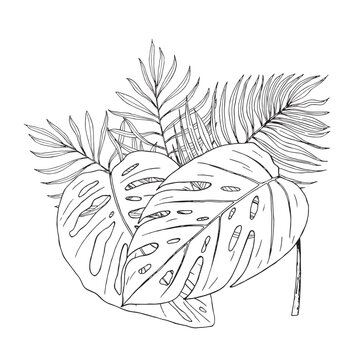 Vector composition with exotic leaves. Hand drawn illustration converted to vector. For printing on textiles, packaging, wallpaper, cards.