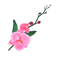 Watercolor orchid branch. Flowers on a white background for printing on textiles, cards and invitations.