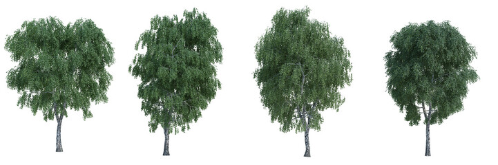 3d rendering tree isolated cut background