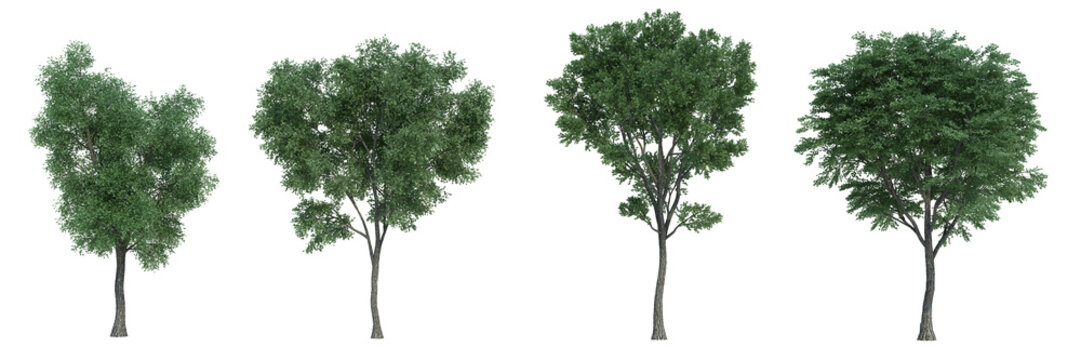Tree Rendering Images – Browse 447,444 Stock Photos, Vectors, and Video ...