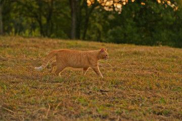 Cute cat crossing grass field