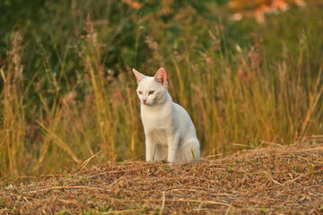 White cat waiting on the grass