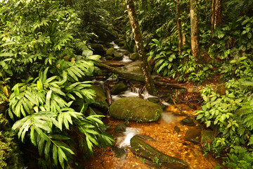 Amazing stream in the Brazilian rainforest