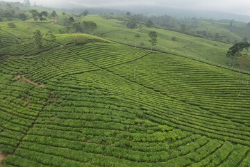 Fototapeta na wymiar aerial view of tea plantation. Camellia sinensis is a tea plant, a species of plant whose leaves and shoots are used to make tea.