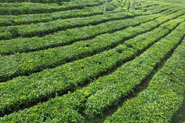 aerial view of Tea plantation. Camellia sinensis is a tea plant, a species of plant whose leaves...