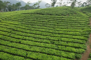 aerial view of tea plantation. Camellia sinensis is a tea plant, a species of plant whose leaves and shoots are used to make tea.