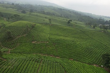 Fototapeta na wymiar aerial view of tea plantation. Camellia sinensis is a tea plant, a species of plant whose leaves and shoots are used to make tea.