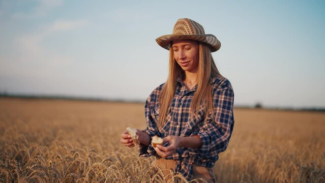 Woman farmer tearing loaf of fresh wheat bread in agricultural wheat field. Blonde female in straw hat demonstrating quality of produced food for advertisement. Agribusiness, farming concept.