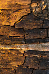 close-up of tree bark texture