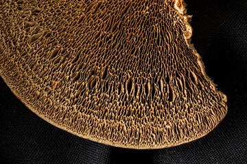 fungi texture on the black background