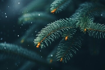 Fototapeta na wymiar Spruce fluffy branch in winter festive atmosphere.