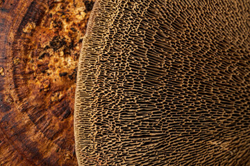 fungi texture on the black background - obrazy, fototapety, plakaty