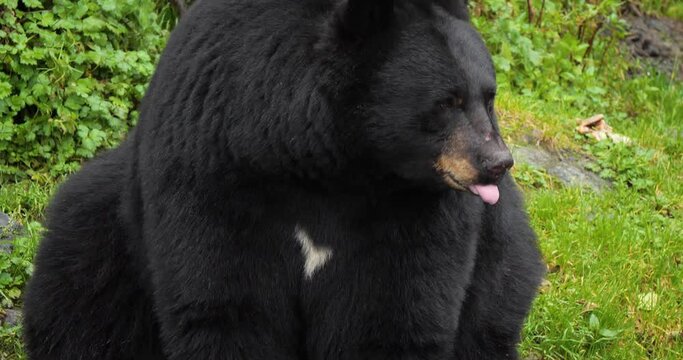 American Black Bear (Ursus Americanus) sitting, slow pan on the claws.
