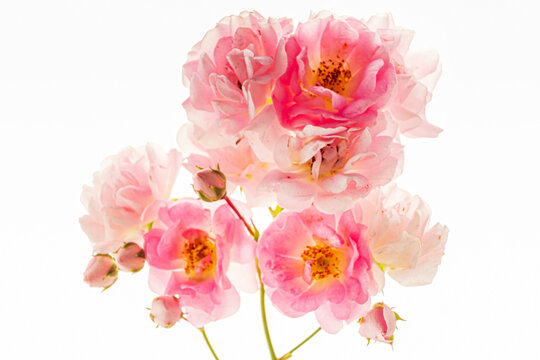 fresh rose on the white