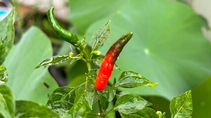 red hot chili peppers