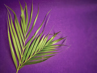 Lent Season,Holy Week and Palm Sunday Concepts - palm leaf in purple vintage background. Stock photo.