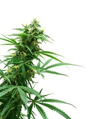 Cannabis with trichomes in the left side of picture, white background