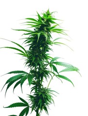 Lush cannabis plant, view from side, white background